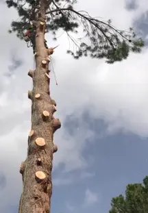 TALA Y PODA EN ALTURA Cantabria Arboricultura