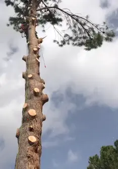 Tala y poda en altura de árboles en Cantabria y provincia