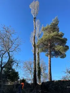 Tala y poda de árboles en altura Cantabria Arboricultura Podas y talas de árboles en altura Cantabria Arboricultura
